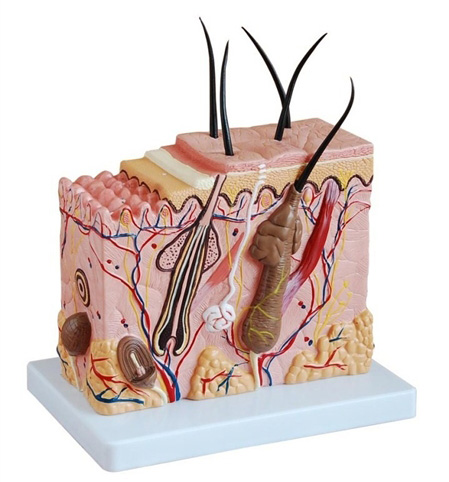 schemat skora czlowieka